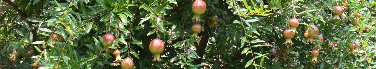 Punica