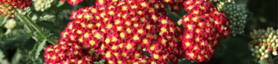 Red Flowering Plants