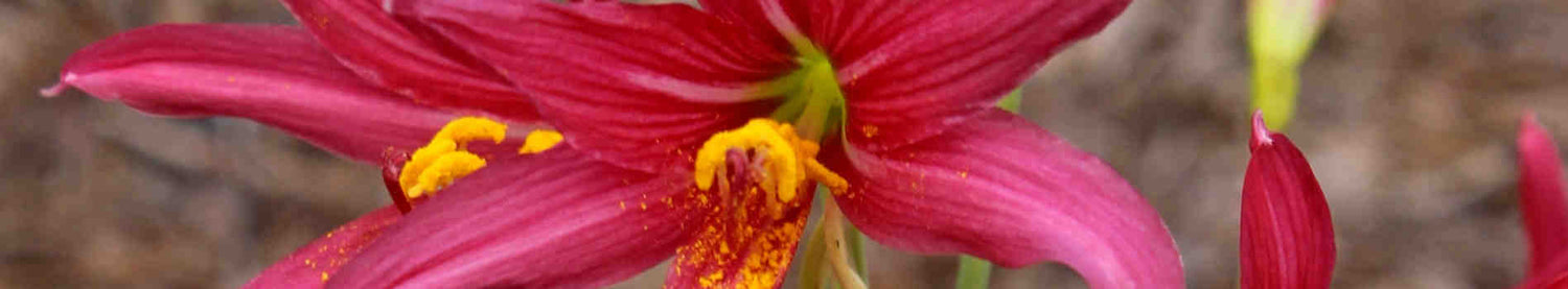 Rhodophiala