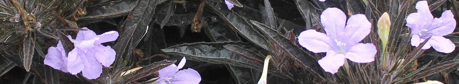Ruellia