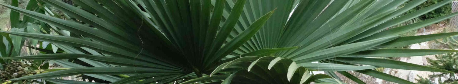Sabal