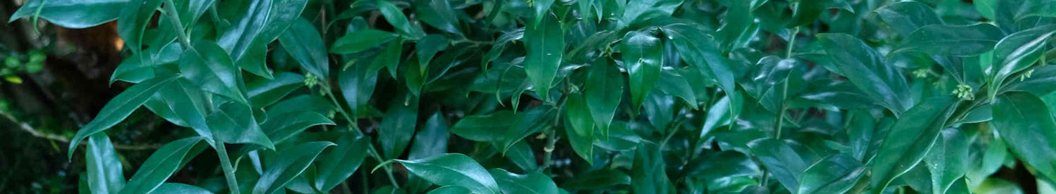 Sarcococca