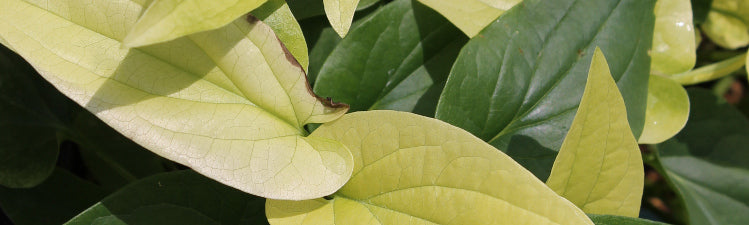Saururus