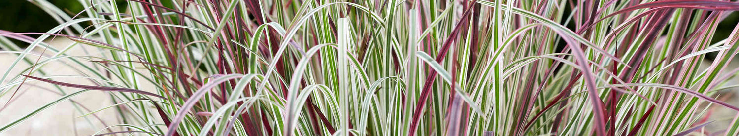 Schizachyrium