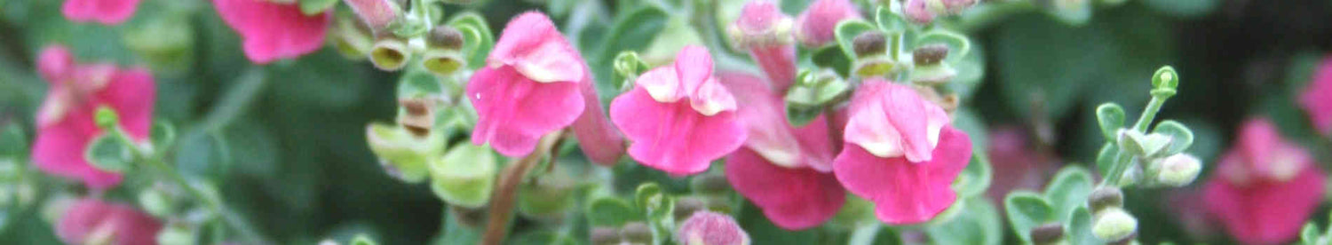 Scutellaria