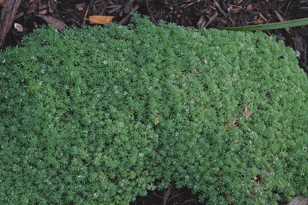 Image of Sedum bithynicum
