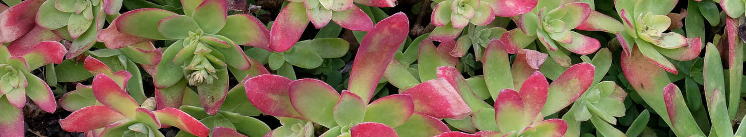 Sedum