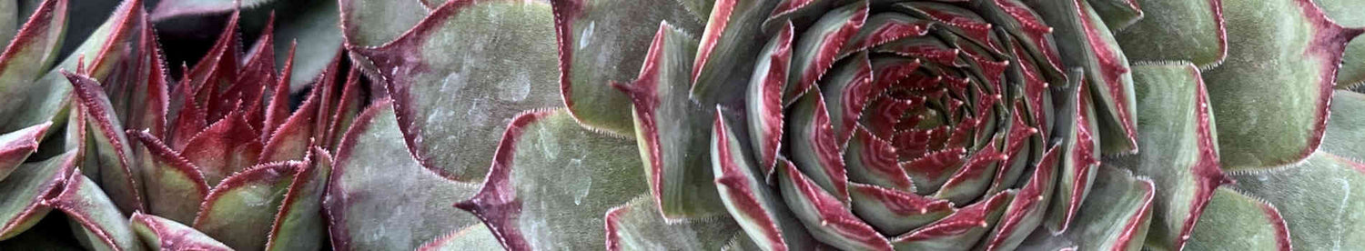 Sempervivum