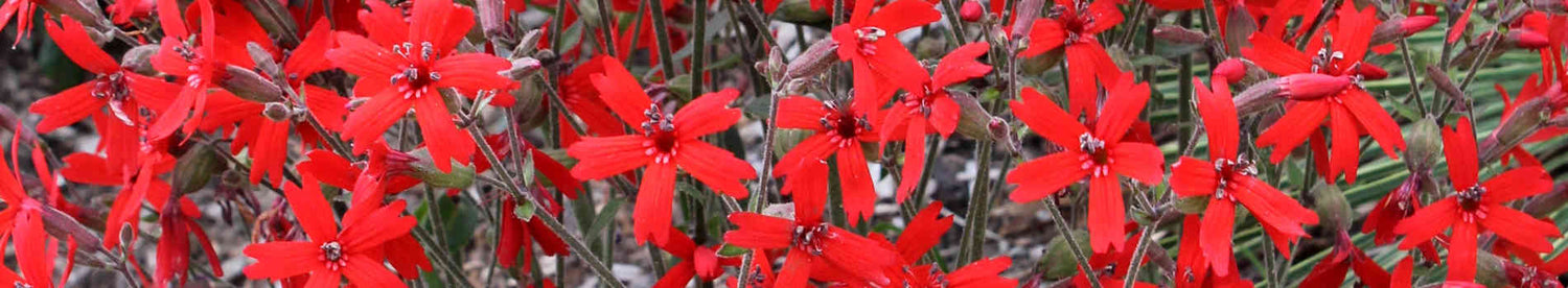 Silene