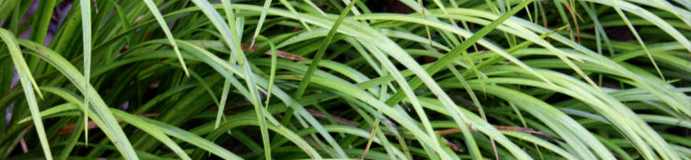 Silver/Grey Flowering Plants