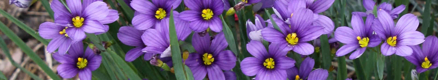 Sisyrinchium