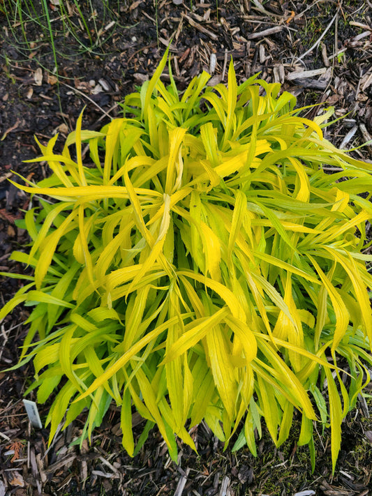 Image of Solidago 'Hiddigeigei' taken at Juniper Level Botanic Gdn, NC by JLBG