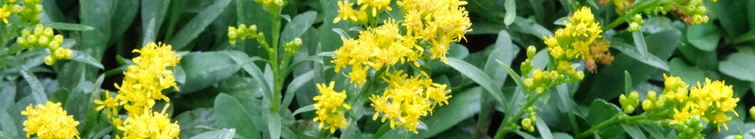 Solidago