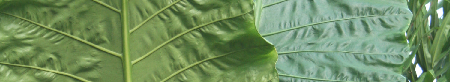 Specialocasia