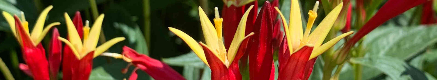 Spigelia