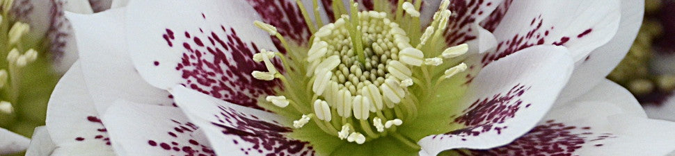 Spotted/Speckled Flowering Plants