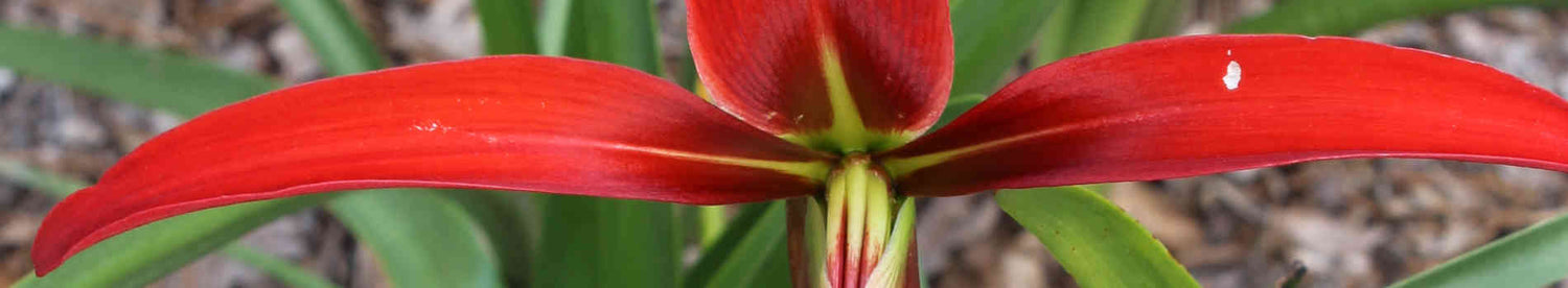 Sprekelia