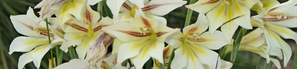 Spring Flowering Plants
