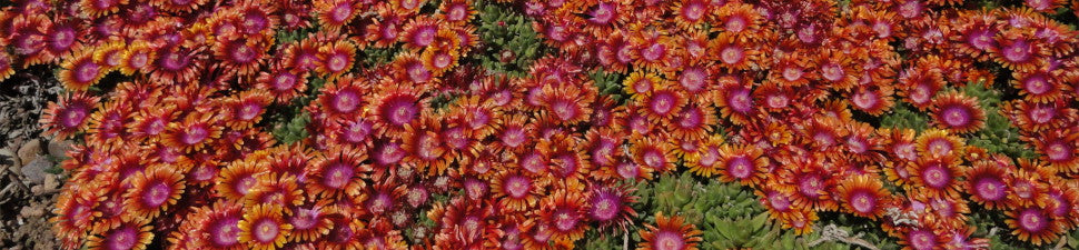 Summer Flowering Plants