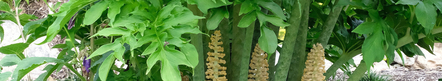 Taccarum