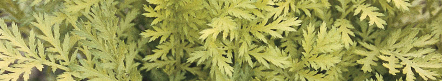 Tanacetum