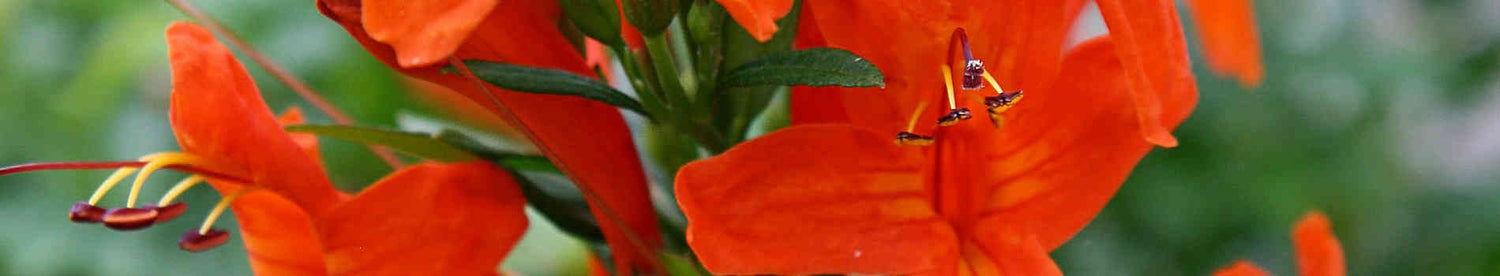 Tecomaria