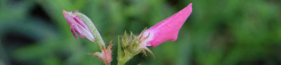 Tephrosia
