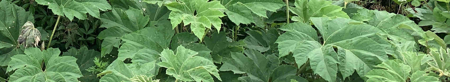 Tetrapanax
