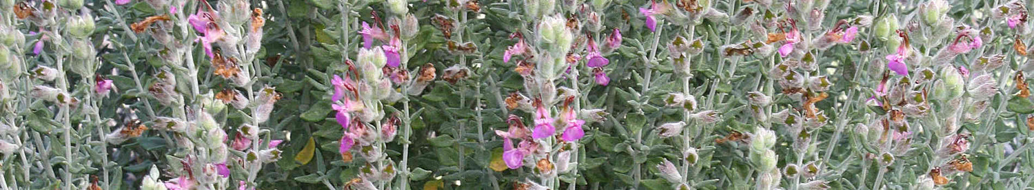 Teucrium
