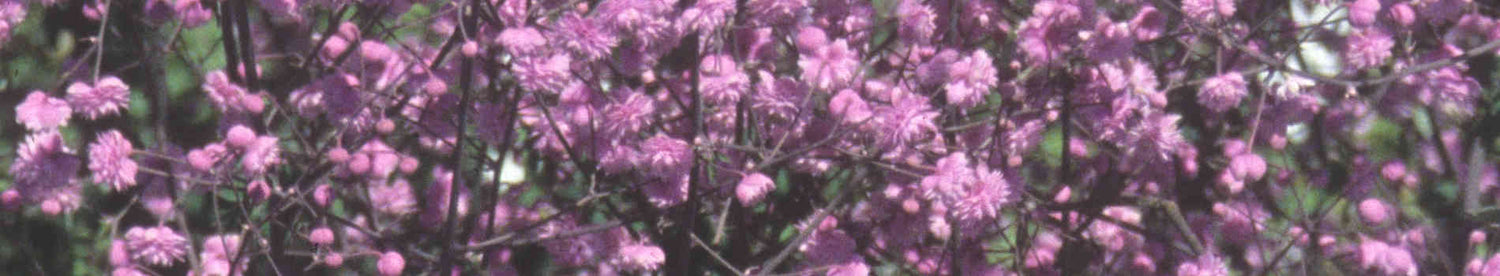 Thalictrum
