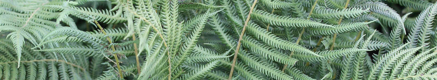 Thelypteris