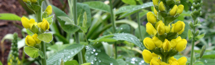 Thermopsis