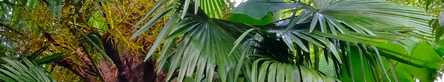 Trachycarpus