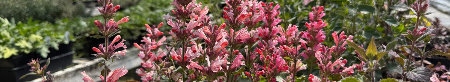 United States Native Plants