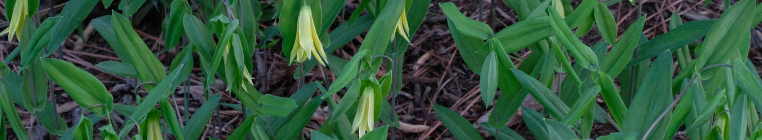 Uvularia
