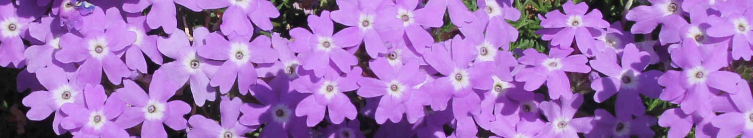 Verbena