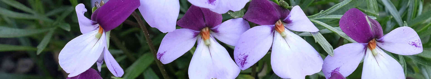 Viola