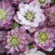 Link to the new plants added February 27, 2026 - Image of Helleborus x hybridus Winter Delights Double Pink