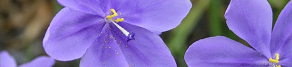 Xeriscaping Plants