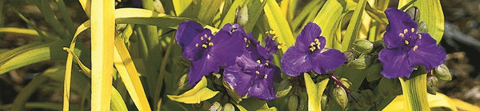 Plants that start with 'T'