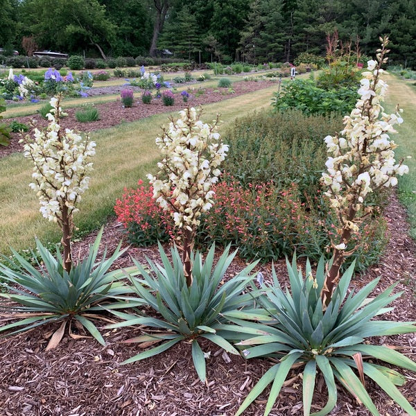 Image of Yucca 'Dragon Slayer' PP 36,889 taken at Walters Gardens, MI by JLBG