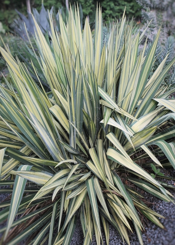 Image of Yucca flaccida 'Wilder's Wonderful'