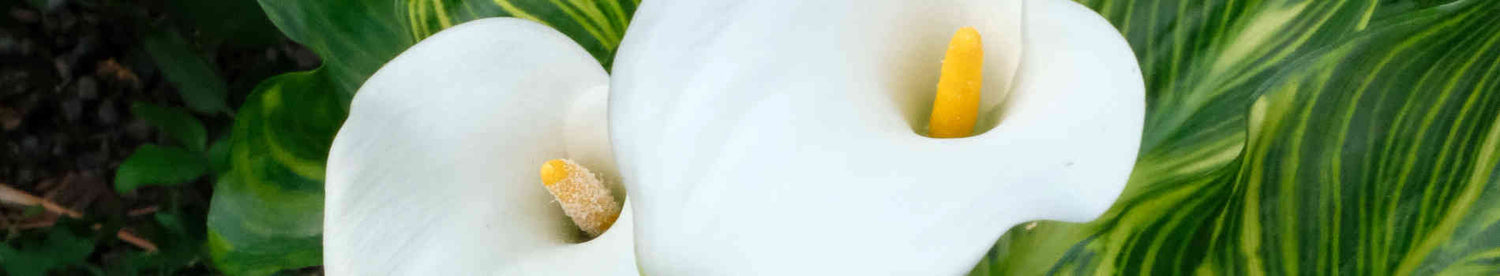 White/Cream Flowering Plants