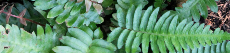 Blechnum