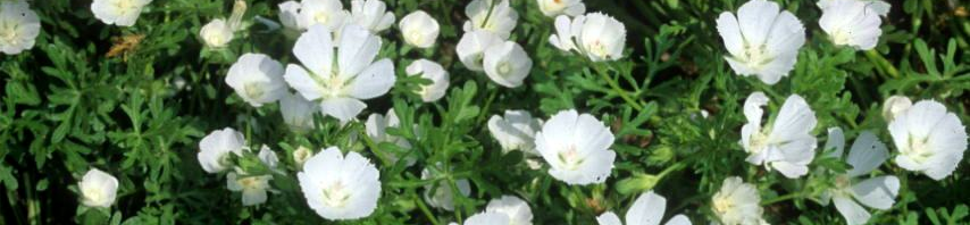 Callirhoe