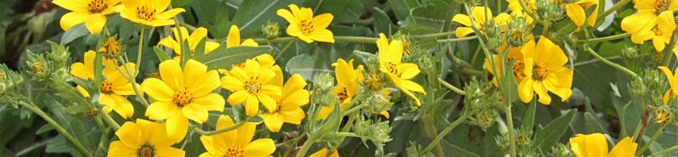 Engelmannia