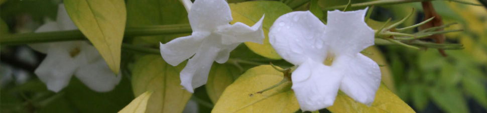 Jasminum